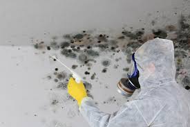 Best Emergency Mold Remediation  in , DC